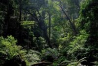 1765343089548-ilustrasi-hutan_43