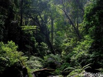 1765343089548-ilustrasi-hutan_43