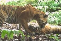 1765429517167-kamera-jebak-peneliti-tangkap-gambar-jelas-harimau-sumatera-di-ekosistem-leuser-aceh-1765103882164_43