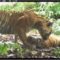 1765429517167-kamera-jebak-peneliti-tangkap-gambar-jelas-harimau-sumatera-di-ekosistem-leuser-aceh-1765103882164_43