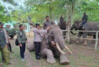 1765451099733-pejabat-polda-riau-mengunjungi-plg-sebanga-sebagai-bentuk-dukungan-pelestarian-gajah-sumatera-1758108044130_43