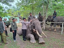 1765451099733-pejabat-polda-riau-mengunjungi-plg-sebanga-sebagai-bentuk-dukungan-pelestarian-gajah-sumatera-1758108044130_43