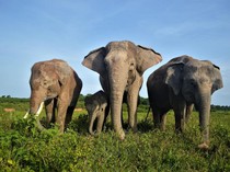 1765515886504-gajah-sumatera-di-taman-nasional-way-kambas_43