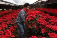 1765515893418-bunga-poinsettia-bermekaran-semarakkan-natal-di-meksiko-1765434491610_43