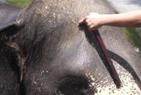 1765537497254-penyiksaan-gajah-1765504138879_43