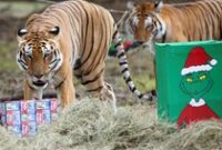 1765602286573-christmas-seasoncolombia-zoo-1765518311243_43