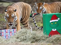 1765602286573-christmas-seasoncolombia-zoo-1765518311243_43