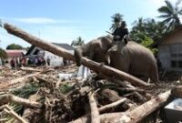 1765623864911-gajah-turun-gunung-bantu-bersihkan-puing-bencana-di-pidie-jaya-1765184169491_43