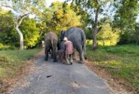 1765688674525-taman-nasional-way-kambas-tnwk-di-kecamatan-labuhan-ratu-lampung-timur-mencatat-kelahiran-seekor-anak-gajah-sumatera-elephas-m-1765069003308_43