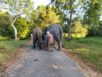 1765688674525-taman-nasional-way-kambas-tnwk-di-kecamatan-labuhan-ratu-lampung-timur-mencatat-kelahiran-seekor-anak-gajah-sumatera-elephas-m-1765069003308_43