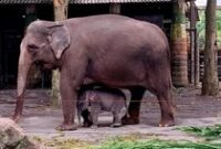 1765688683542-bayi-gajah-di-jatim-park-2-kota-batu-1747811719766_43