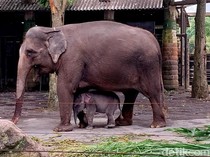 1765688683542-bayi-gajah-di-jatim-park-2-kota-batu-1747811719766_43