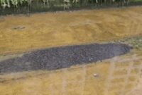 1765731892139-gerombolan-ikan-lele-di-kanal-canberra-street-singapura-1765608804150_43