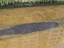 1765731892139-gerombolan-ikan-lele-di-kanal-canberra-street-singapura-1765608804150_43