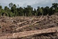 1765775102509-pemandangan-lahan-yang-baru-saja-dibersihkan-untuk-perkebunan-kelapa-sawit-di-hutan-lahan-gambut-di-dalam-ekosistem-rawa-gambu-1765417565309_43