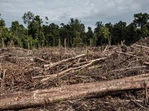 1765775102509-pemandangan-lahan-yang-baru-saja-dibersihkan-untuk-perkebunan-kelapa-sawit-di-hutan-lahan-gambut-di-dalam-ekosistem-rawa-gambu-1765417565309_43
