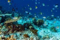 1765775107620-pulau-moyo-di-sumbawa-1_43