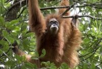 1765796702121-b590ed92-88cc-40ed-b96c-ed198543fa70_43