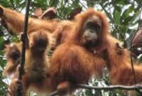 1765796709715-df6e54d0-0be3-4c9c-8388-f3c06aed2e83_43