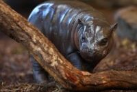 1765861496202-germany-hippo-1765813442619_43