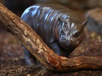 1765861496202-germany-hippo-1765813442619_43