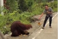 1765883086929-tangkapan-layar-orang-utan-turun-ke-jalanan-kutai-timur-dan-diberi-makan-pengendara-1765717413547_43