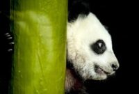 1765904694210-gemasnya-bayi-panda-kembar-raksasa-tampil-perdana-di-kebun-binatang-berlin-1742532462427_43