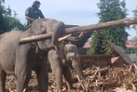 1765904705115-seekor-gajah-sedang-mengangkut-puing-kayu-pasca-banjir-bandang-dari-pemukiman-penduduk-di-gampong-meunasah-bie-kecamatan-meura-1765203914890_43