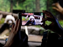 1766034293094-perpisahan-penuh-haru-panda-terakhir-jepang-segera-pulang-ke-china-1765965205200_43