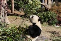 1766034296795-perpisahan-penuh-haru-panda-terakhir-jepang-segera-pulang-ke-china-1765965205091_43