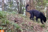 1766077504591-penampakan-macan-tutul-gunung-ciremai-yang-tertangkap-kamera-1765684989768_43