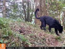 1766077504591-penampakan-macan-tutul-gunung-ciremai-yang-tertangkap-kamera-1765684989768_43