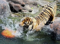 1766379891984-peringatan-hari-harimau-sedunia_43