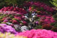 1767071090819-terpesona-indahnya-bunga-azalea-di-kuil-nezu-tokyo-4_43