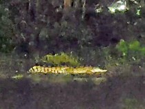 1767719094659-buaya-di-sungai-kedungpeluk-yang-muncul-cukup-lama_43