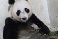 1767740681793-bayi-panda-satrio-lahir-pada-27-novemebr-2025-1765181274510_43