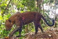 1767891897938-macan-tutul-jawa-di-pegunungan-sanggabuana-1757927619355_43