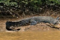 1767956709283-ilustrasi-buaya-1760328394650_43