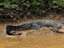 1767956709283-ilustrasi-buaya-1760328394650_43