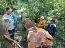 1768107887004-tngc-ungkap-aksi-pembalakan-liar-1767974388819_43