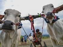 1768280736981-posilumba-japi-tradisi-balap-sapi-usai-panen-di-sigi-1768132504119_43