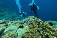 1768323911956-menjelajahi-keindahan-bawah-laut-wakatobi-1759833486248_43
