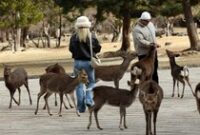 1768453494205-pesona-taman-nara-rusa-liar-ramai-disambangi-wisatawan-1768372507487_43