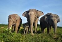 1768583103184-gajah-sumatera-di-taman-nasional-way-kambas_43