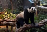 1769144682281-gemasnya-panda-raksasa-tampil-perdana-di-ocean-park-hong-kong-3_43