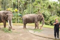 1769144691013-gajah-di-mason-elephant-park-kecamatan-tegallalang-kabupaten-gianyar-rabu-2112026-aryo-mahendrodetikbali-1768996174748_43