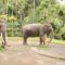 1769144691013-gajah-di-mason-elephant-park-kecamatan-tegallalang-kabupaten-gianyar-rabu-2112026-aryo-mahendrodetikbali-1768996174748_43
