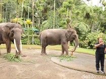 1769144691013-gajah-di-mason-elephant-park-kecamatan-tegallalang-kabupaten-gianyar-rabu-2112026-aryo-mahendrodetikbali-1768996174748_43