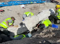 1769144696885-fosil-dinosaurus-1768889352074_43