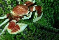 1769231090051-8-potret-hewan-laut-dengan-warna-dan-bentuk-memukau-1769184301705_43